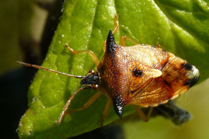 Elasmucha ferrugata wwalas 1.jpg © WWalas