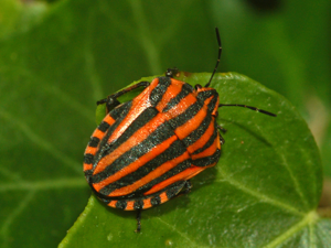 Pentatomidae - Graphosoma lineatum italicum-001.JPG © Hectonichus