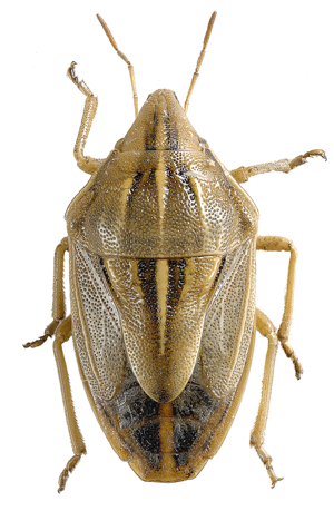 Aelia rostrata.jpg © Göran Liljeberg