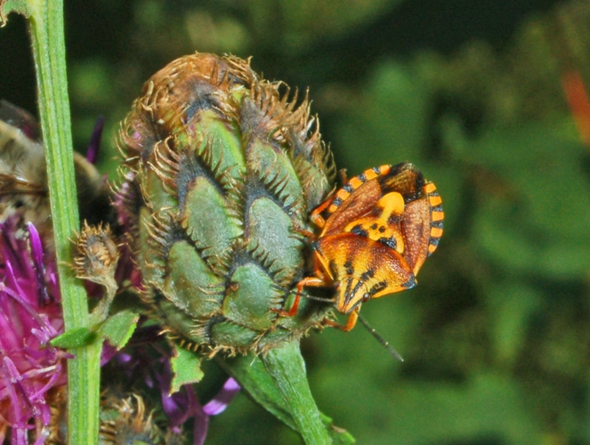 Pentatomidae - Codophila varia.JPG © Hectonichus