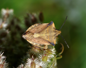 Carpocoris fuscispinus qtl1.jpg © Quartl