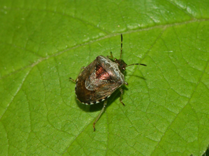 Pentatomidae - Eysarcoris venustissimus.JPG © Hectonichus