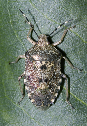 Rhaphigaster.nebulosa.6903.jpg © Commons