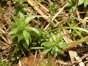 Rhodobryum roseum.jpeg © Kristian Peters -- Fabelfroh 09:09, 23 August 2007 (UTC)