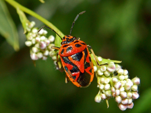 Pentatomidae - Eurydema ornata-001.JPG © Hectonichus