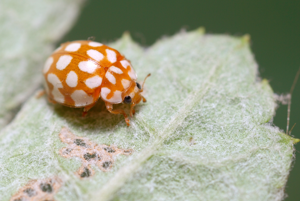 Sospita vigintipunctata.jpg © Gilles San Martin