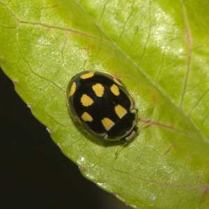 Propylea.quatuordecimpunctata.7363.jpg © Commons