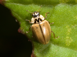 Aphidecta obliterata02.jpg © Kulac