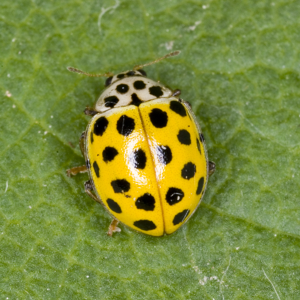 Thea.vigintiduopunctata.7232.jpg © Commons