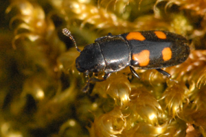 Glischrochilus.quadripunctatus.-.lindsey.jpg © James K. Lindsey
