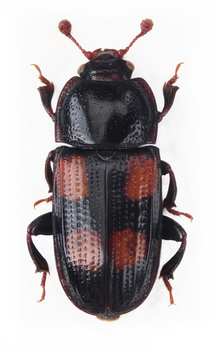 Ipidia binotata.jpg © Stanislav Snäll