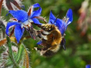 Apidae - Anthophora plumipes.JPG © Hectonichus