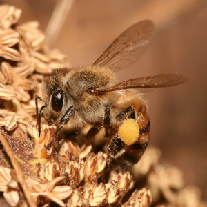 Apis mellifera Tanzania.jpg © Muhammad Mahdi Karim