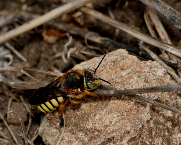 Rhodanthidium septemdentatum male 1.jpg © Gideon Pisanty (Gidip) גדעון פיזנטי