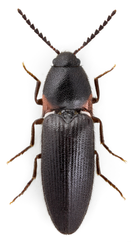 Ampedus erythrogonus1.jpg © John Hallmén