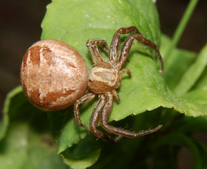 Xysticus audax w Jungfernheide 080609.jpg © Accipiter, (Rainer Altenkamp, Berlin