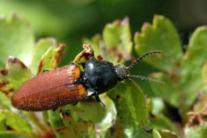 Ampedus.pomorum.jpg © James K. Lindsey