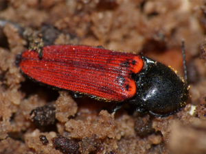 Click Beetle (Ampedus quercicola) hibernating in dead wood (13535760445).jpg © Bernard DUPONT from FRANCE