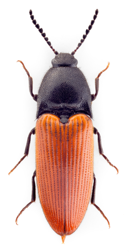 Ampedus rufipennis.jpg © John Hallmén