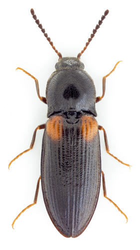 Calambus bipustulatus.jpg © John Hallmén