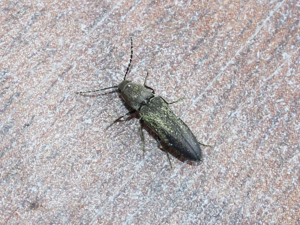 Crepidophorus mutilatus 01.jpg © AfroBrazilian