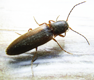Dalopius marginatus bl.JPG © Siga