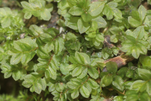 Mnium stellare (c, 153348-482405) 0191.JPG © HermannSchachner