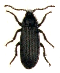 Melanotus.punctolineatus.-.calwer.25.07.jpg © Commons