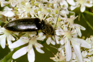 Melanotus.villosus.jpg © James K. Lindsey