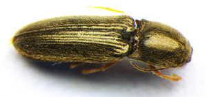 Nothodes parvulus.jpg © Zoologische Staatssammlung Muenchen