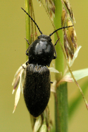 Pheletes.aeneoniger.jpg © James K. Lindsey