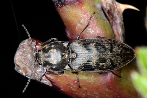 Seidenhaarige Schnellkäfer (Prosternon tessellatum) 3648.JPG © Hedwig Storch