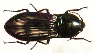Selatosomus aeneus bl.JPG © Siga