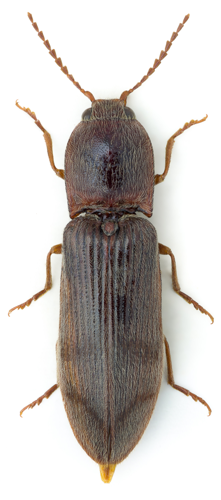 Stenagostus rhombeus1.jpg © John Hallmén