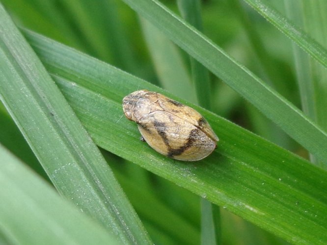 Lepyronia coleoptrata 02.JPG © AfroBrazilian
