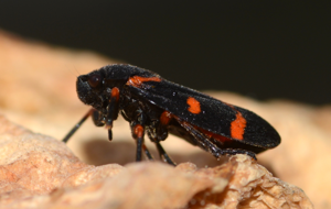 Cercopis April 2013-1.jpg © Alvesgaspar