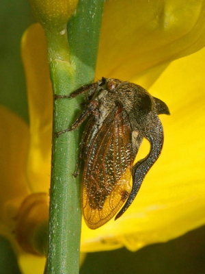 Membracidae - Centrotus cornutus-1.JPG © Hectonichus