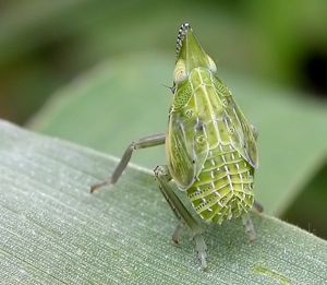 Epiptera europea.jpg © Commons