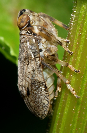 Issus.coleoptratus.1.jpg © Sarefo