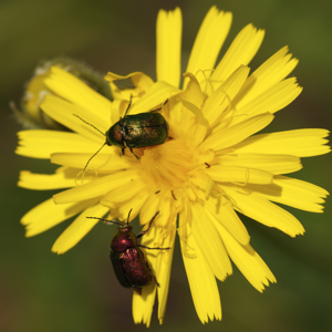Cryptocephalus sericeus LC0295.jpg © Jörg Hempel