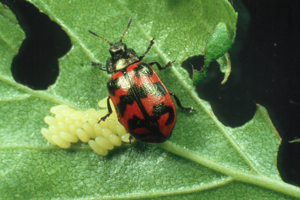 Female C. lapponica ovipositing.jpg © Juergen Gross