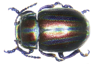 Chrysolina cerealis (Linné, 1767).jpg © Udo Schmidt