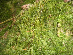 Plagiomnium cuspidatum Podkomorské lesy.jpg © Dendrofil
