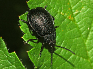 Chrysomelidae - Galeruca tanaceti..JPG © Hectonichus