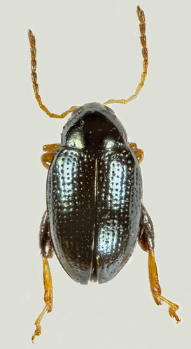 Psylliodes napi, Bala lakeshore, North Wales, Oct 2014 - Flickr - janetgraham84.jpg &copy; Janet Graham