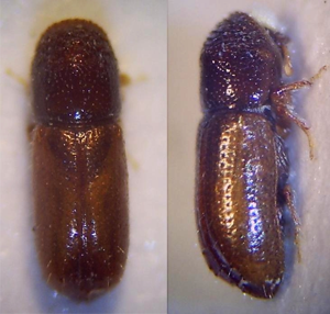 Pityophthorus pityographus Weibchen.JPG © Fdcgoeul
