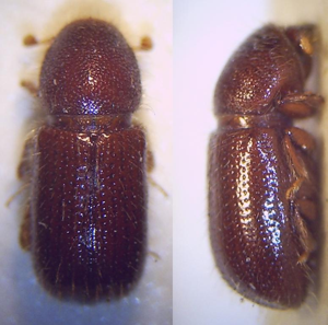 Dryocoetes autographus Imago.JPG © Fdcgoeul