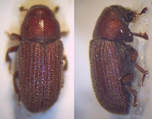 01 Hylurgops glabratus Imago.jpg © Fdcgoeul