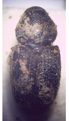 Hylesinus crenatus.JPG © Fdcgoeul