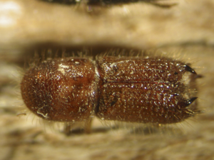 Pityokteines spinidens.jpg © Louis-Michel Nageleisen, Département de la Santé des Forêts, France